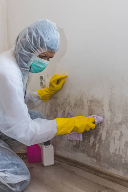 Best Asbestos and Lead Testing During Mold Inspection  in Schulenburg, TX